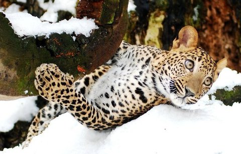 485233-img-zoo-zoologicka-zahrada