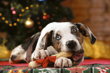 454064_pes-vanoce-kost